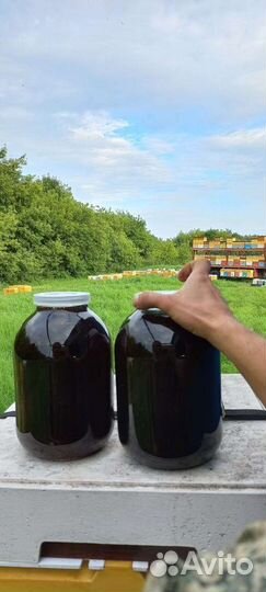 Мëд гречишный