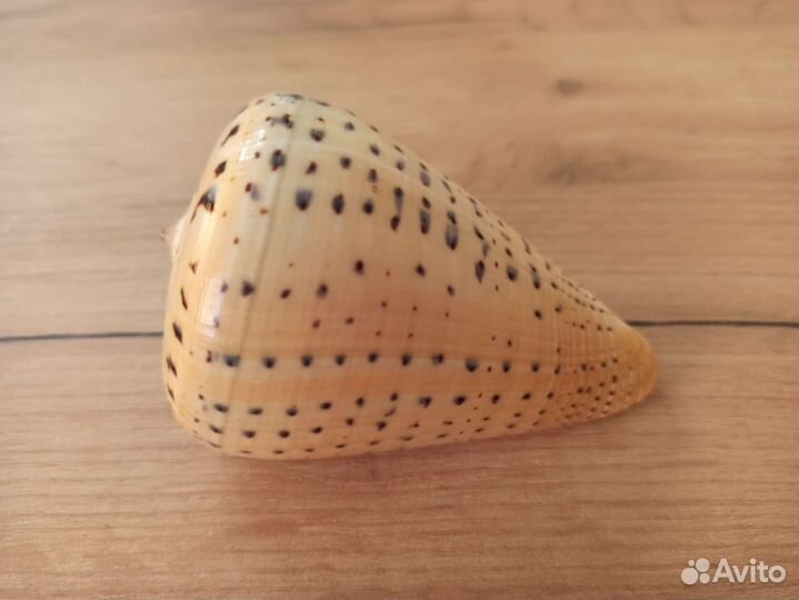 Морская раковина