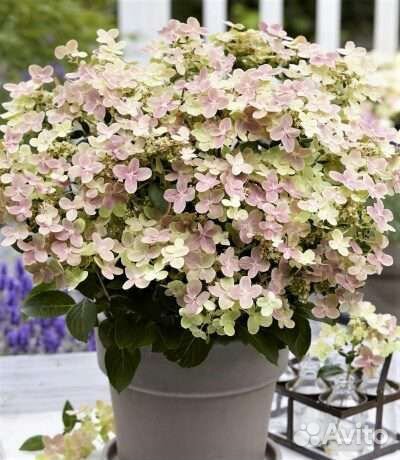 Полистар гортензия метельчатая