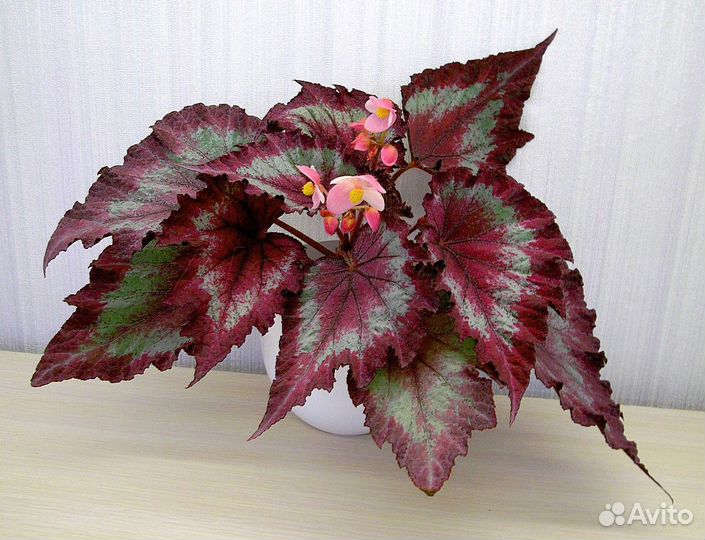 Декоративно-лиственные королевские бегонии