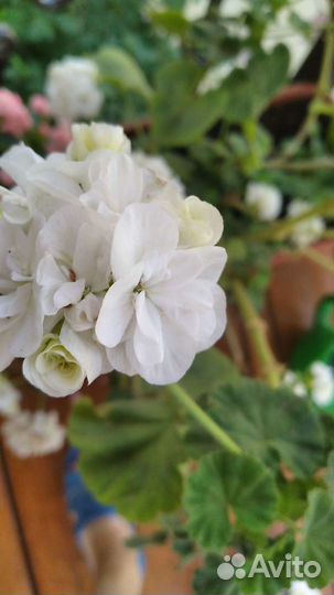 Ктенанте,Нанук,Плектрантус,Пеларгонии