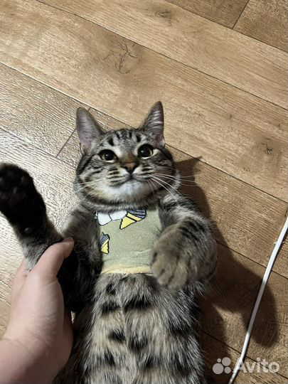 Случка кота, очень слакдкий и спокойный