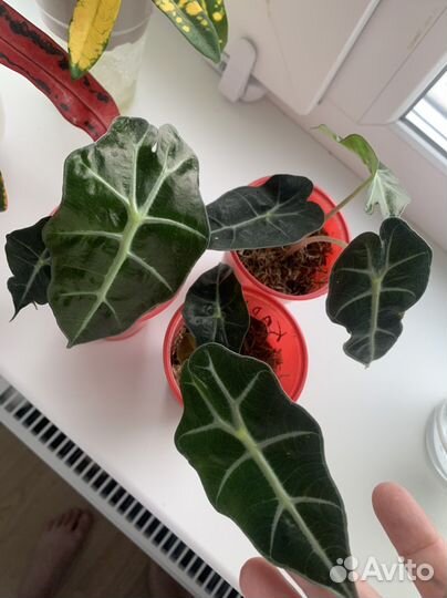 Алоказия Полли