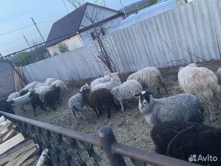 Овцы бараны ягнята