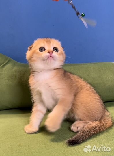 Котёнок золотая девочка