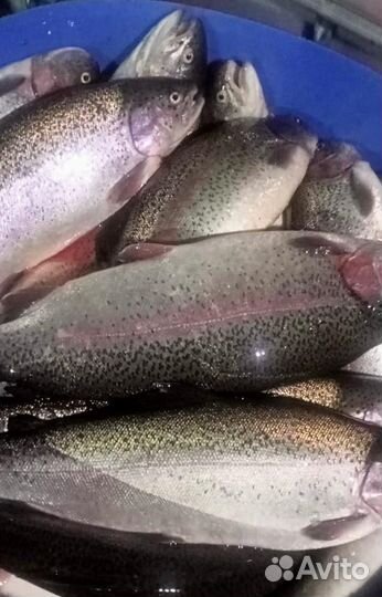 Красная Икра, Рыба