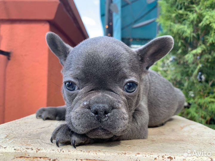Французский бульдог щенки лиловые, голубые