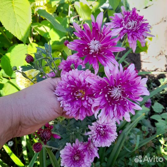 Хризантема Юность