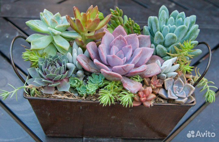 Кашпо с суккулентами