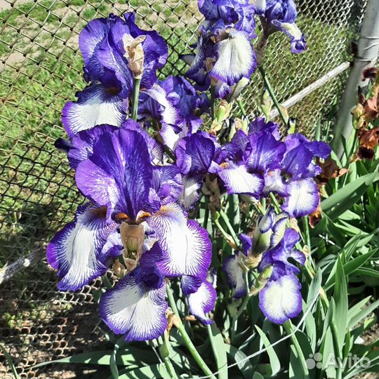 Ирисы бородатые