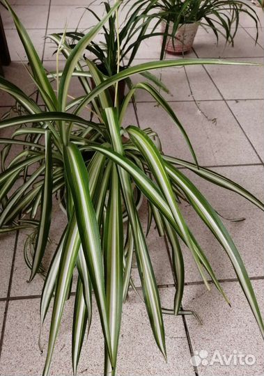 Бегонии, хлорофитумы и другие растения