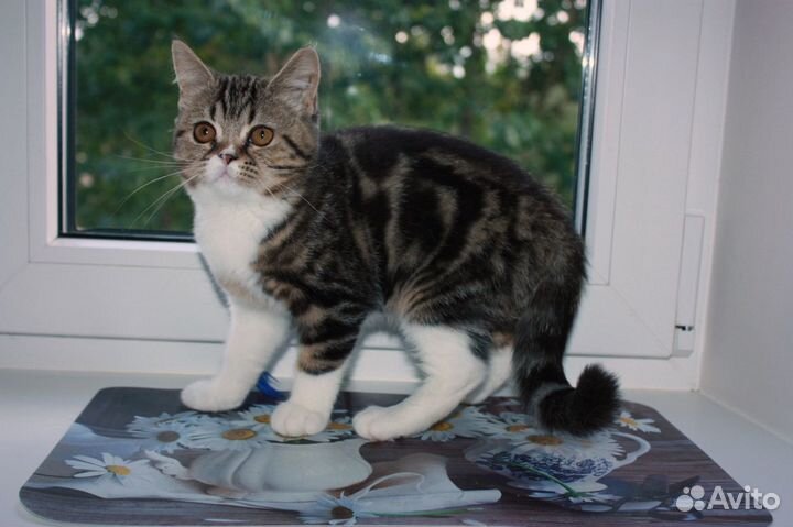 Шотландские страйт и фолд кошечки