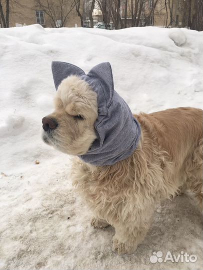 Шапочка/снуд для собаки