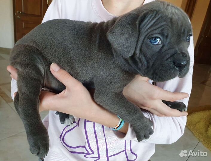 Кане Корсо вязка