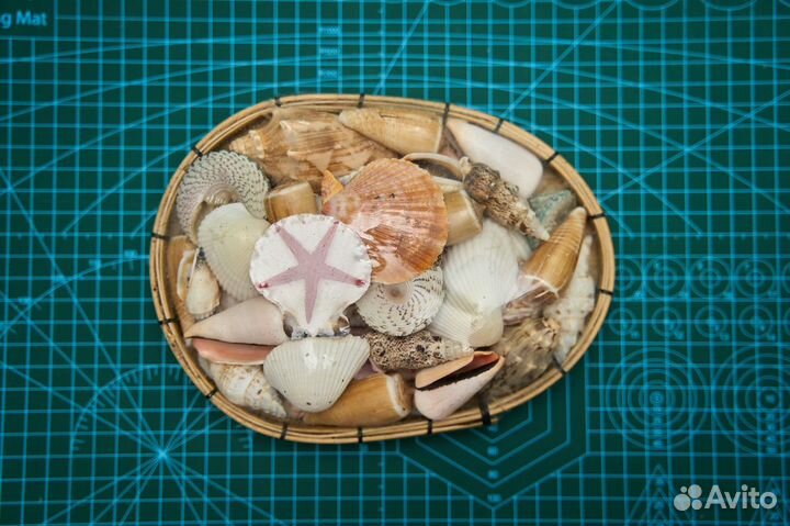Набор ракушек