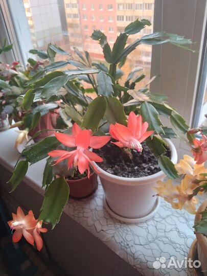 Декабрист шлюмбергера