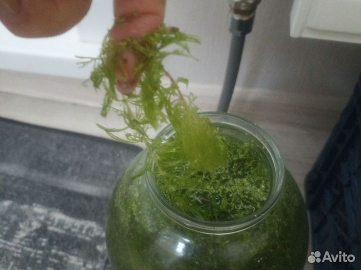 Возросли для рыб или черепах