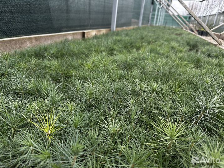 Саженцы крымской сосны