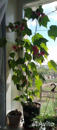 Комнатные растения