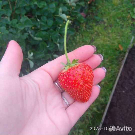 Клубника ремонтантная