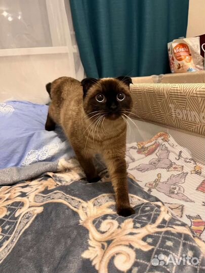 Кошки в добрые руки бесплатно