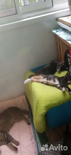 Котята в добрые руки, приучены к лотку