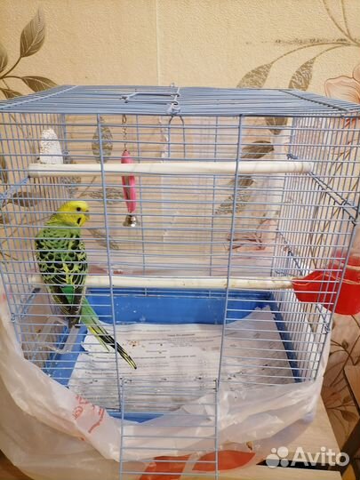 Продам птичек