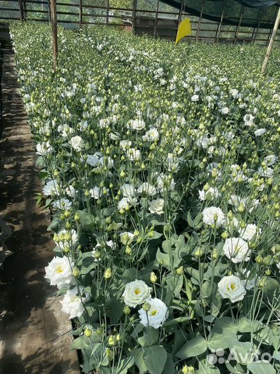 Эустома оптом