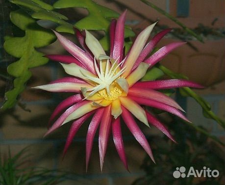 Селеницереус Энтони Царица ночи