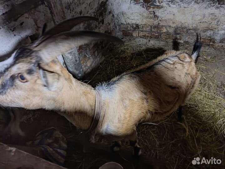 Коза дойная