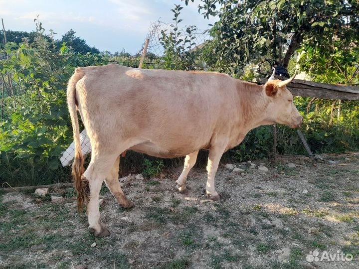 Корова на мясо