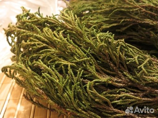 Артыш (шаман-трава)