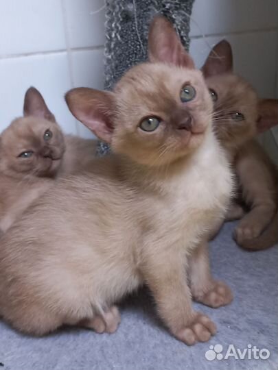 Бурманские котята