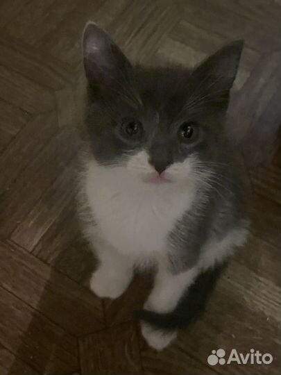 Котята ищут дом
