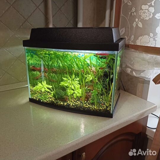 Аквариум