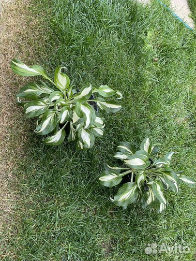 Хоста растение