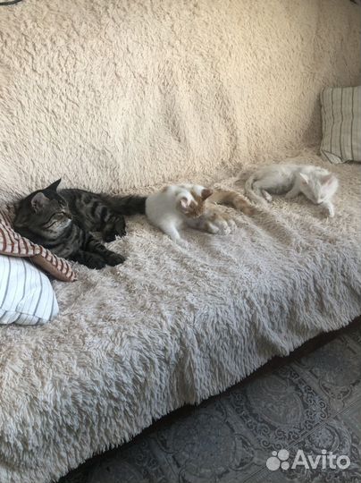 Передержка кошек и собак