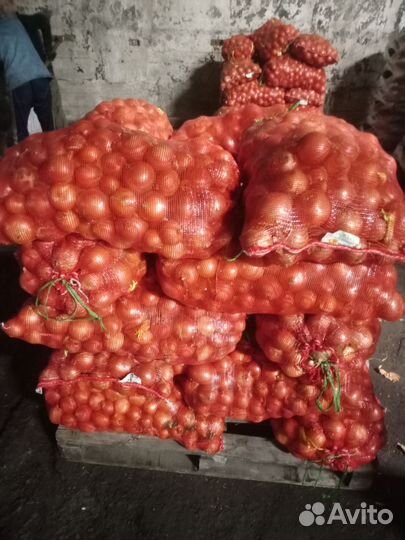 Лук репчатый