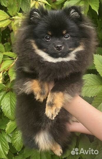 Померанский мини шпиц