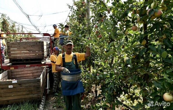 Вахта Сборщик