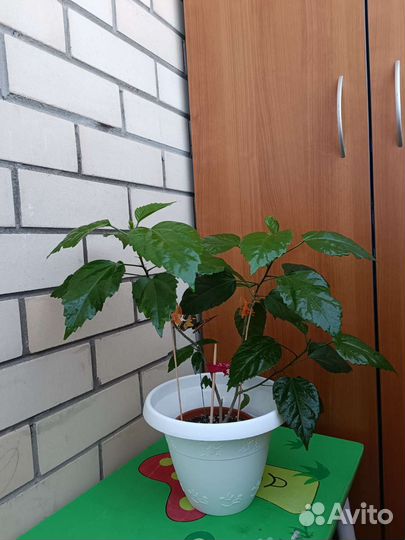 Гибискус, китайская роза