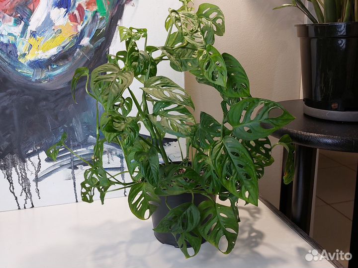 Монстера Адонсона/Monstera Adansonii/ (Манки Маск)