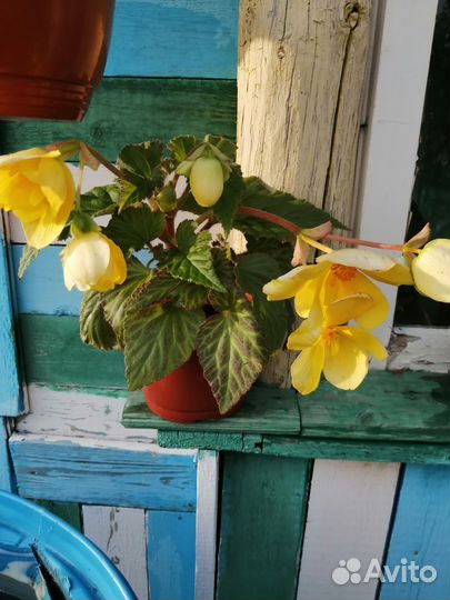 Клубневые бегонии