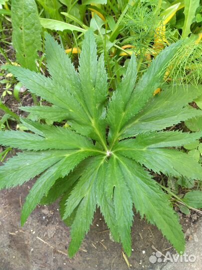 Цветы для сада