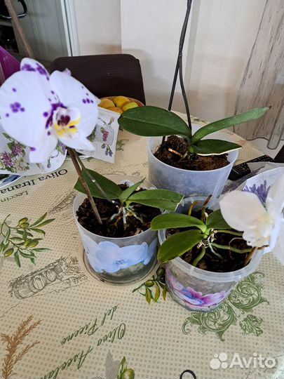 Орхидея фаленопсис