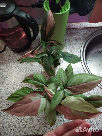 Сингониумы сортовые