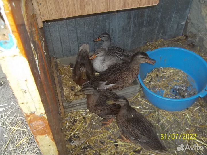 Утки.кряквы