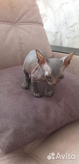 Донской сфинкс