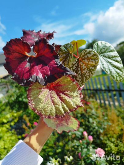 Бегонии наборы