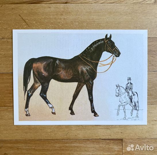 Открытки винтажные «Наш друг лошадь» 16 шт. 1988 г